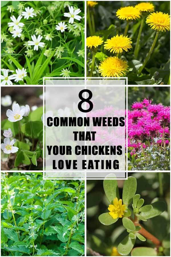8 Common Weeds That Are Loved By Chickens