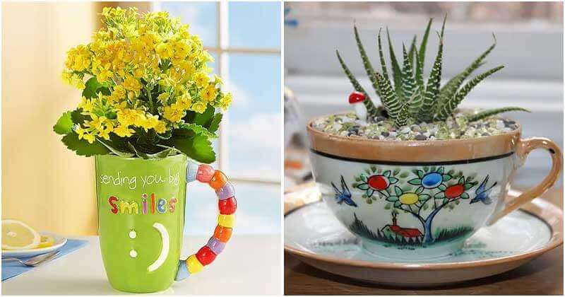 8 Succulents Can Grow in Teacups and Coffee Mugs