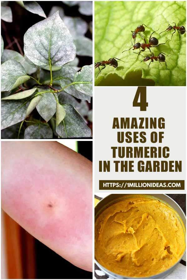 Amazing Turmeric Uses In Your Garden
