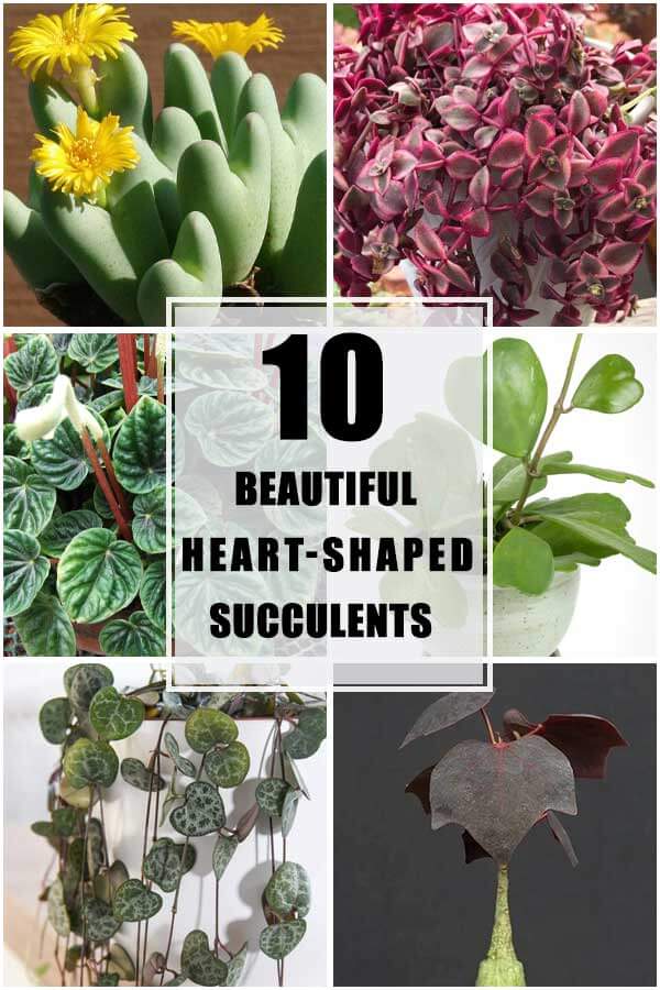 10 Best Heart-Shape Succulents To Decorate Your Home
