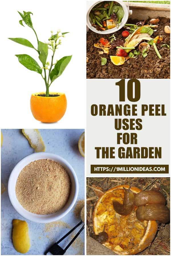 10 Orange Peel Uses For The Garden