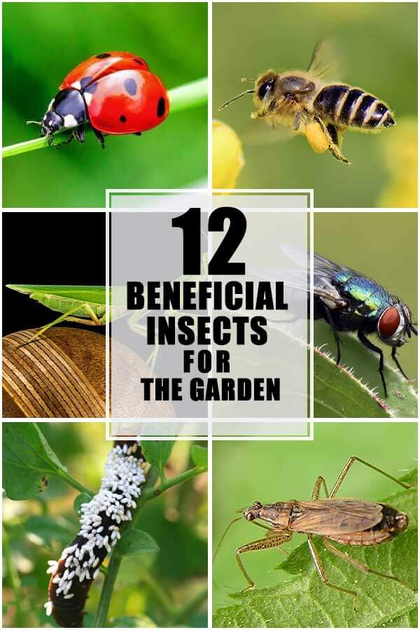 12 Beneficial Insects That Are Good For Your Garden