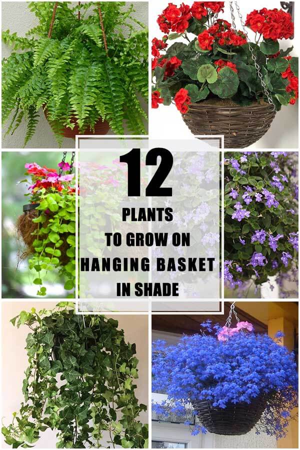 12 Plants To Grow On The Hanging Baskets In Shade