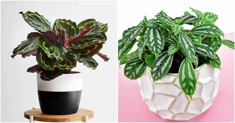 11 Houseplants That You Can Grow From Leaves