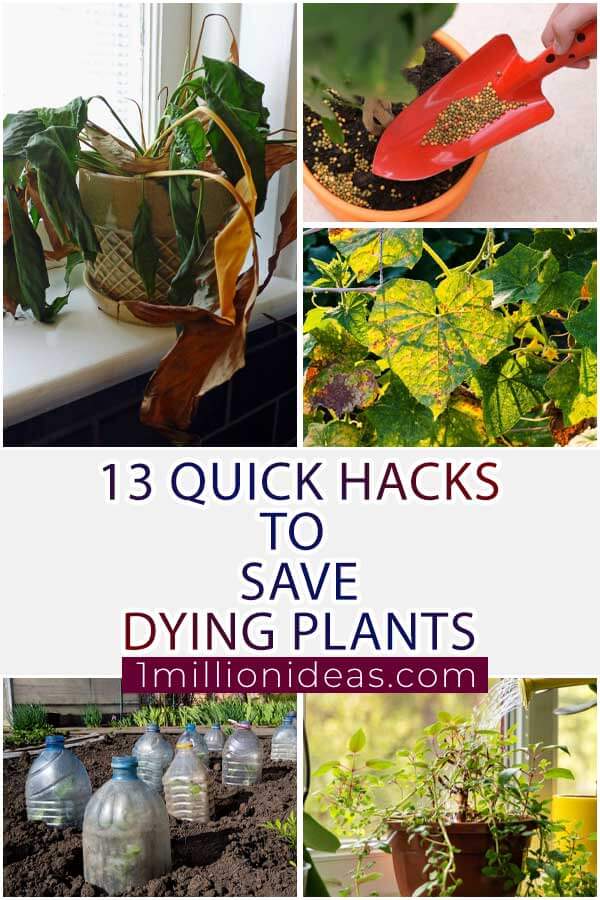 13 Quick Hacks To Save Dying Plants