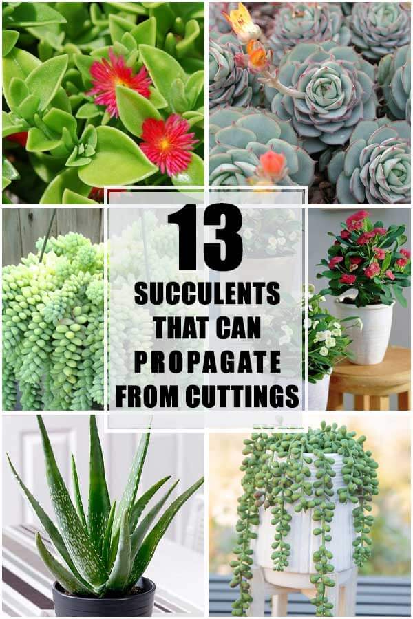 13 Succulents That Can Propagate From Cuttings