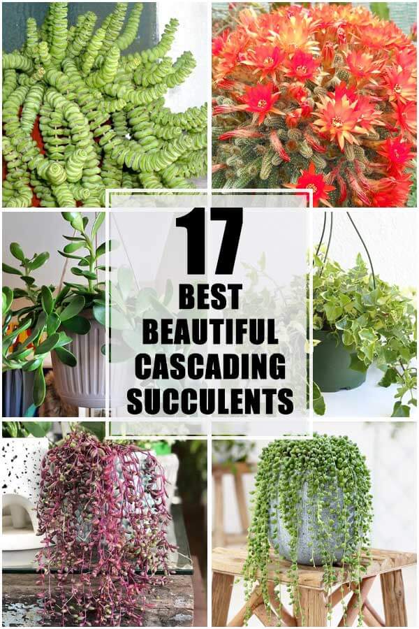 17 Best Beautiful Cascading Succulents