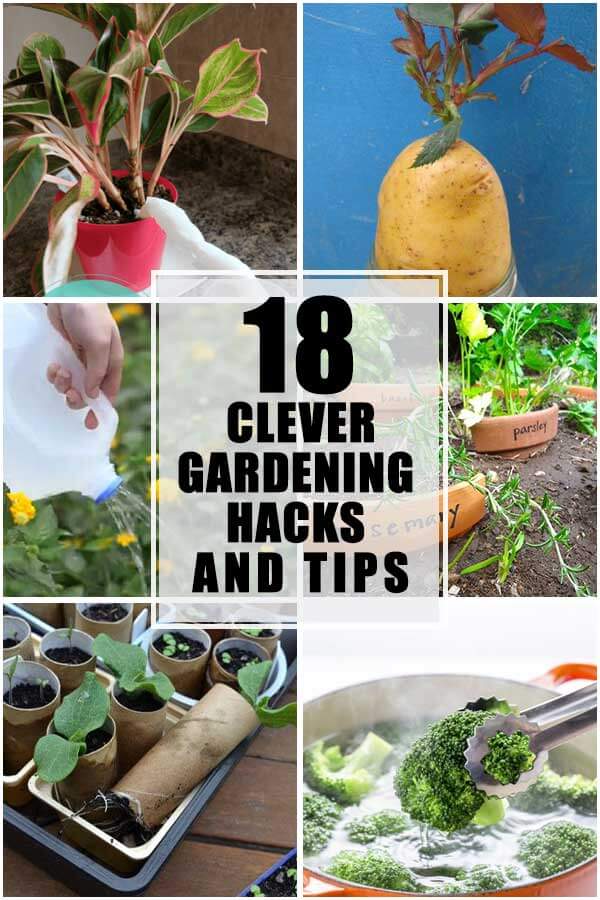18 Clever Gardening Hacks And Tips That You Should Know