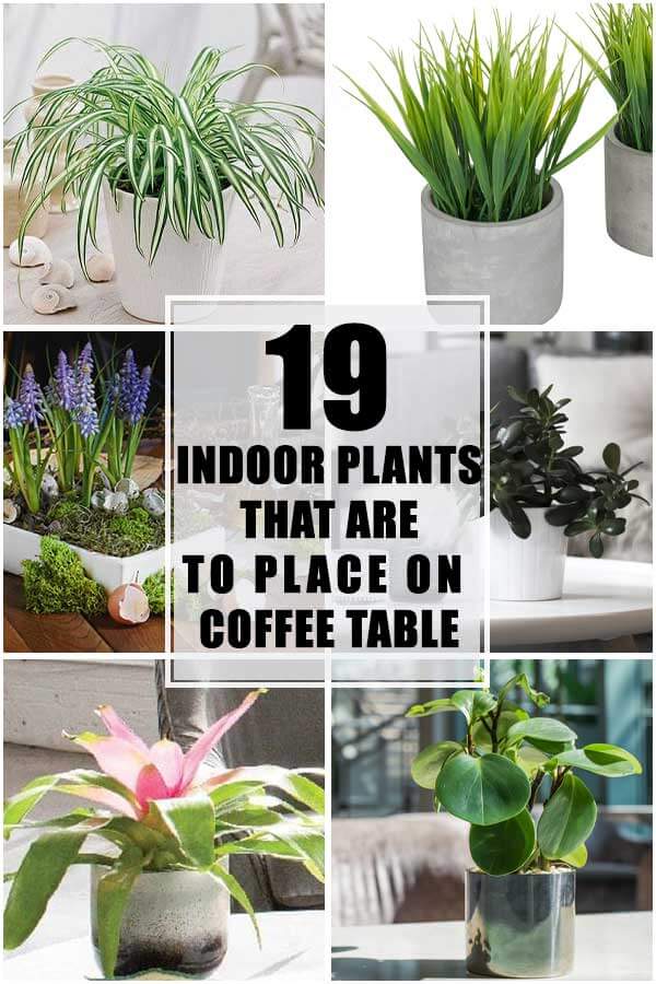 19 Indoor Plants That Are Great To Place On Coffee Table