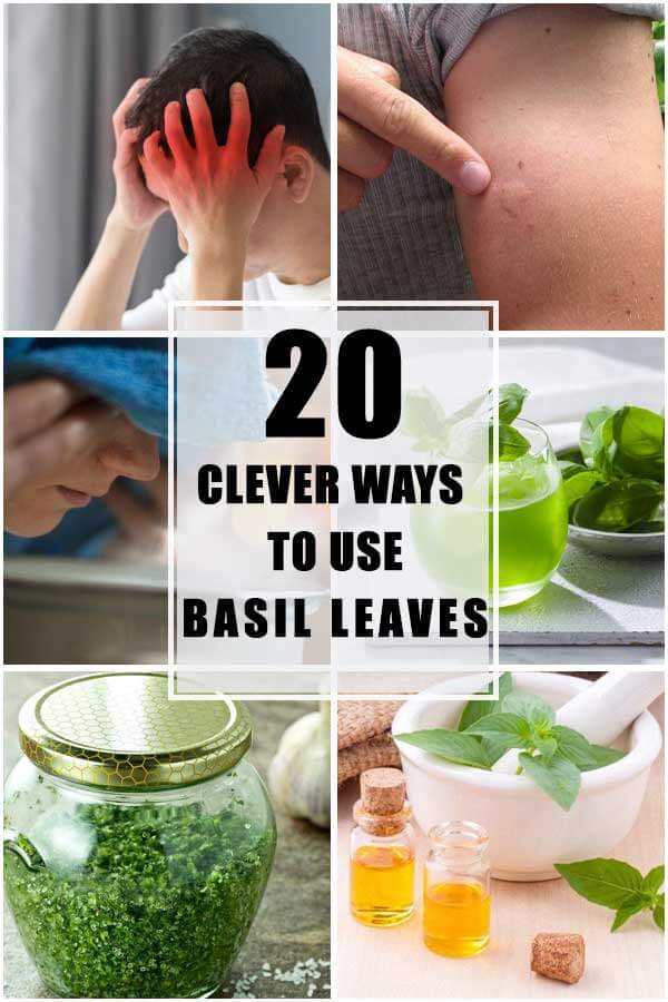 20 Clever Ways To Use Basil Leaves