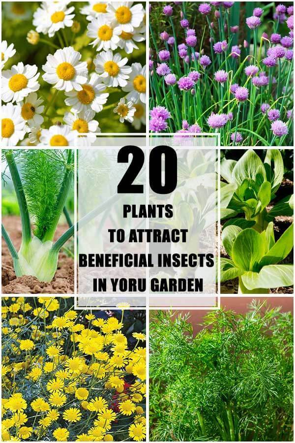 20 Plants To Attract Beneficial Insects In Your Garden
