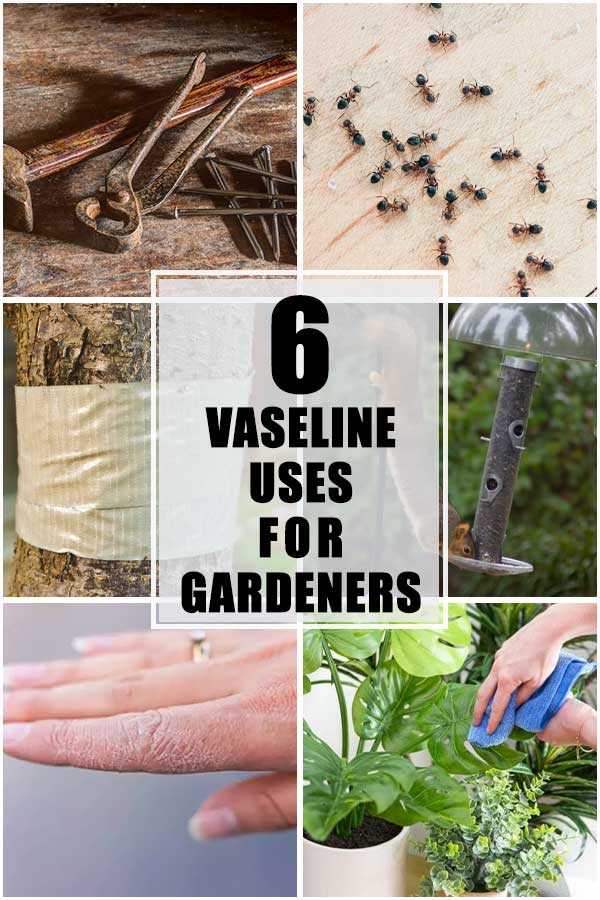 6 Vaseline Uses For Gardeners