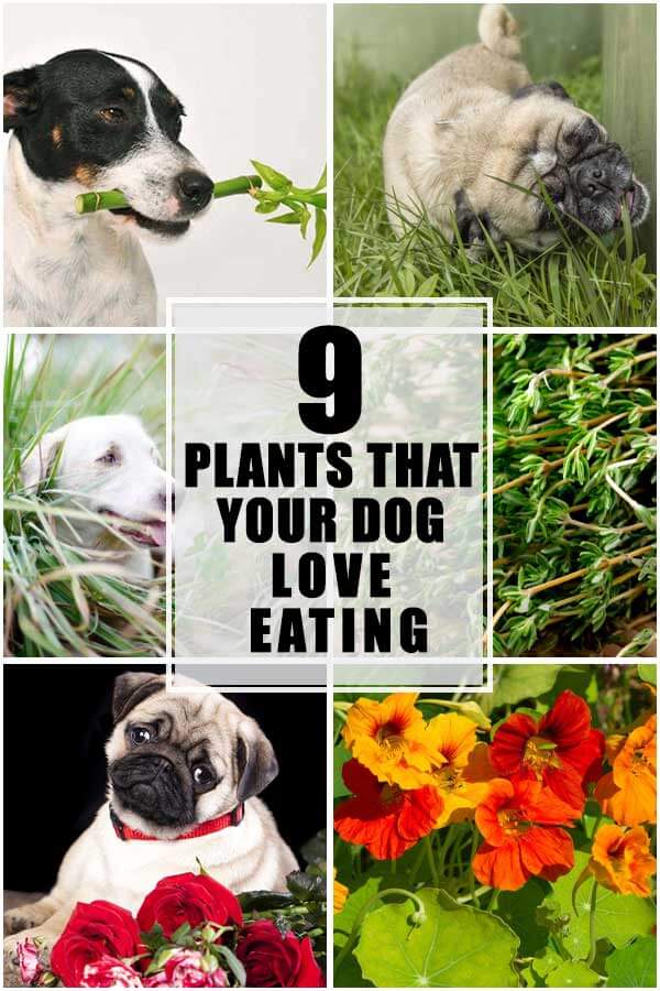 9 Plants That Your Dog Love Eating