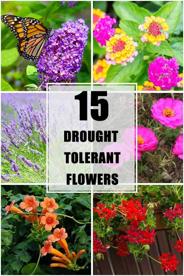 Top 15 Drought-Tolerant Flowers