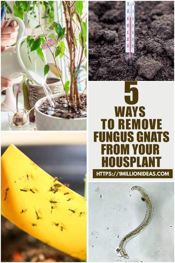 Ways To Remove Fungus Gnats From Your Houseplants