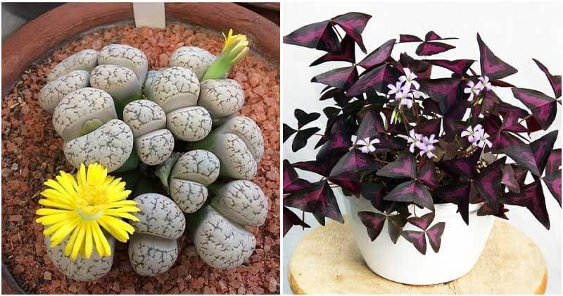 10 Lovely Houseplants To Decorate Your House