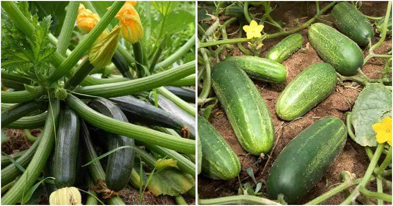 18 Vegetables Can Grow Well In Sandy Soil