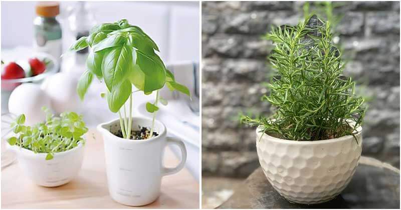 20 Seeds To Sow Easily In Cups