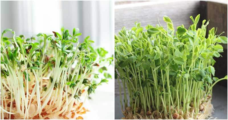 6 Microgreens To Grow In Your Kitchen Garden