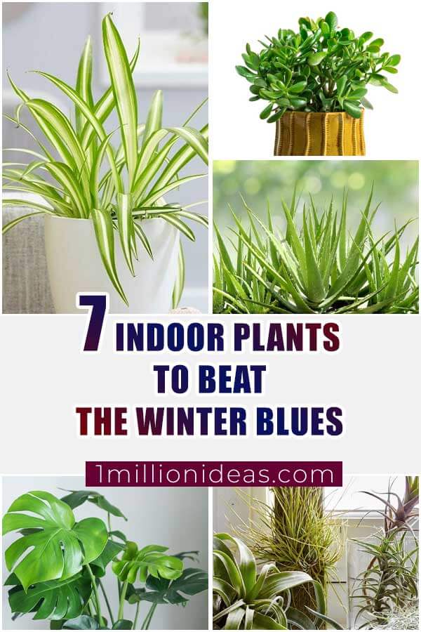 7 Indoor Plants Can Beat The Winter Blues