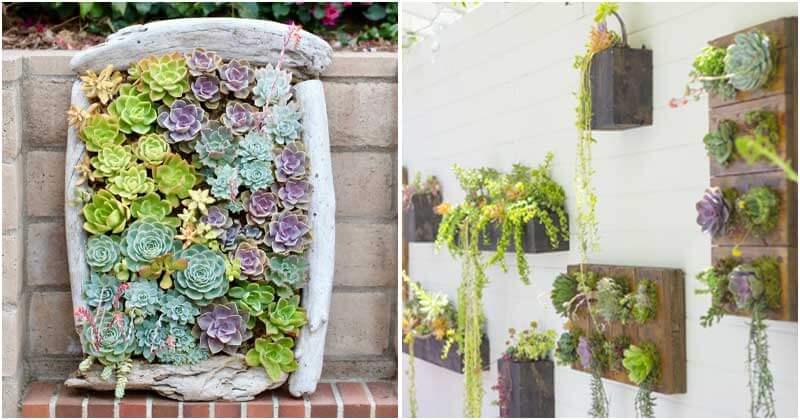 12 Stunning Succulent Wall Garden Ideas
