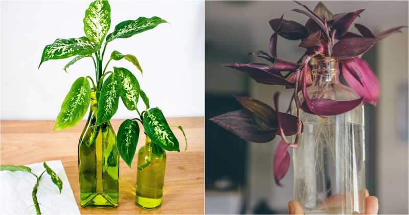 22 Beautiful Grow-In-Vase Indoor Plants - 143