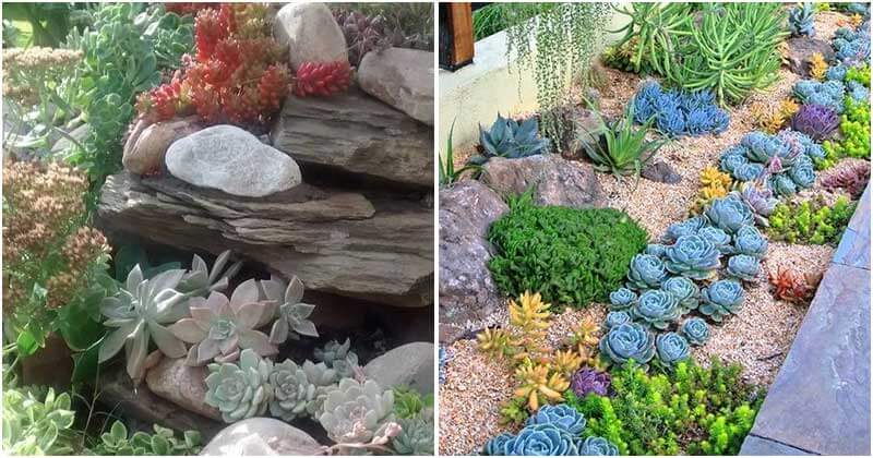 Catchy Succulent Garden Designs For Landscaping Outdoor