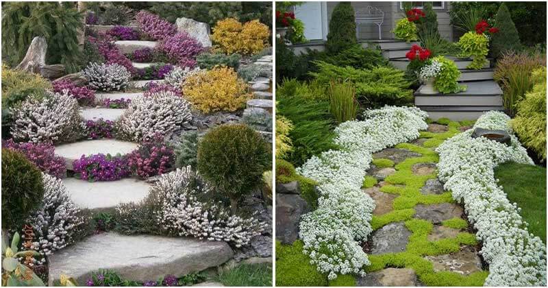 19 Flowering Ground Covers For Garden