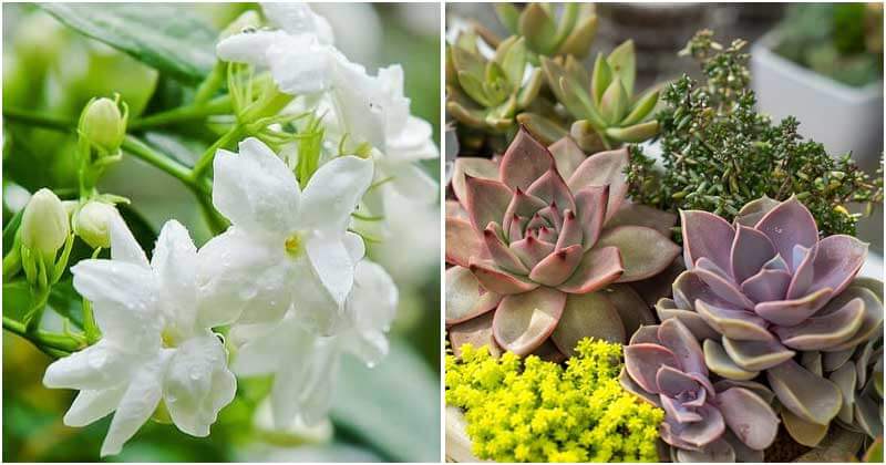 15 Plants Help You Reduce Stress, Anxiety, And Depression