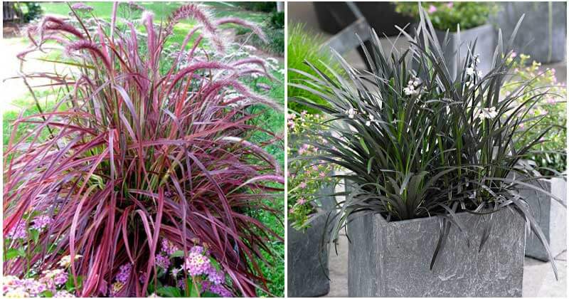 12 Best Beautiful Types of Ornamental Grass for Your Landscape