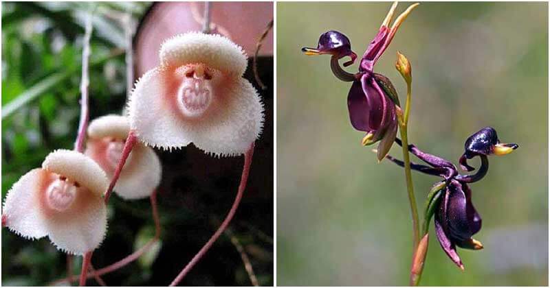 10 Unusual Orchids That Look Like The Face Of Monkeys and Other Animals