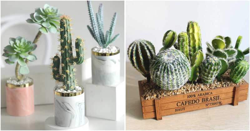 Mind-blowing DIY Cactus Garden Ideas