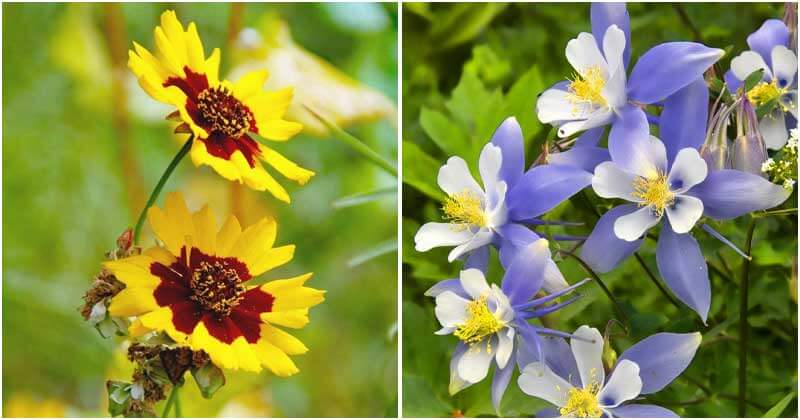 27 Most Beautiful Perennial Flowers For Sunny Garden