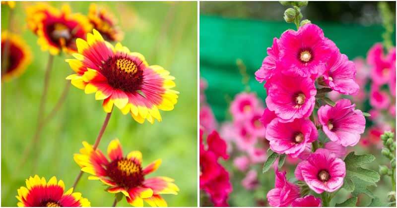 21 Unique Plants That have Beautiful Flowers To Attract Butterflies