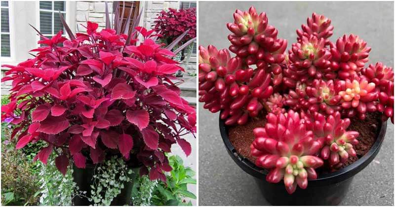 Gorgeous Houseplants Have Red Leaves To Attract All Eyes