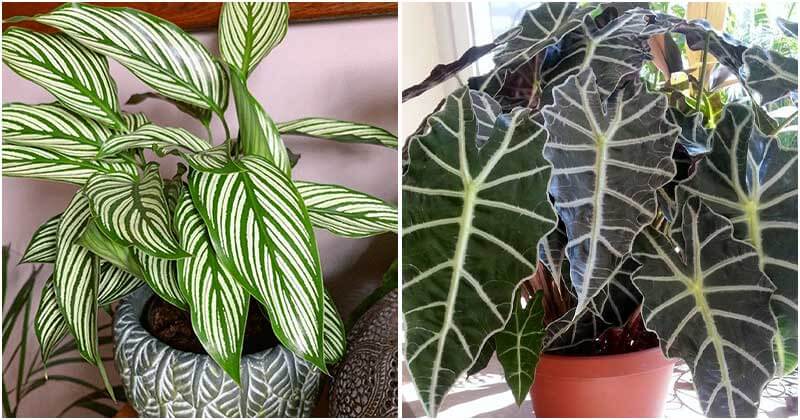 Unique Striped Indoor Plants To Place In Your Home