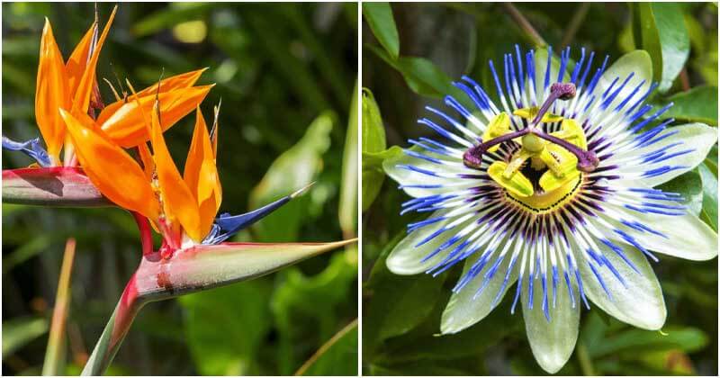 30 Gorgeous Tropical Flowers To Spruce Up Your Garden