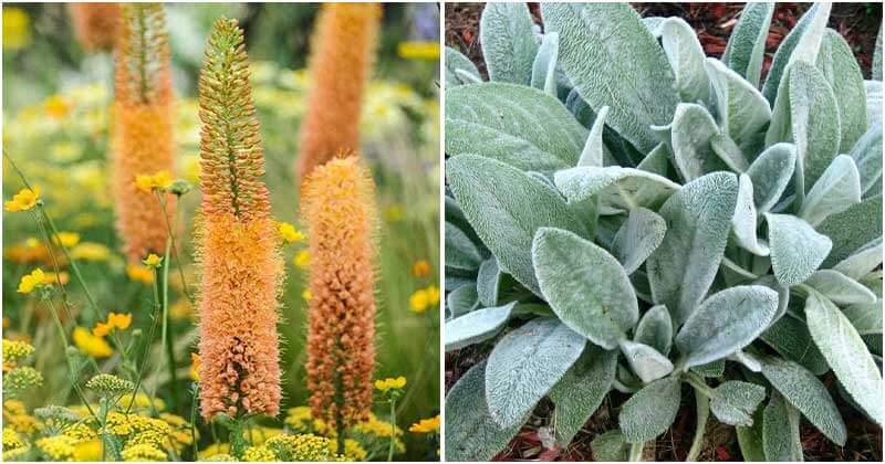 Plants That Can Grow in Dry Soil
