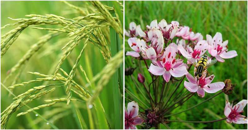 Edible Plants To Grow in Bog or Marshy Soil