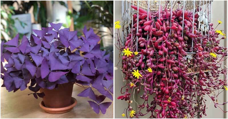 16 Beautiful Purple Indoor Plants To Jazz Up Your Living Space