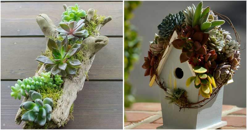 26 Creative DIY Succulent Garden Ideas