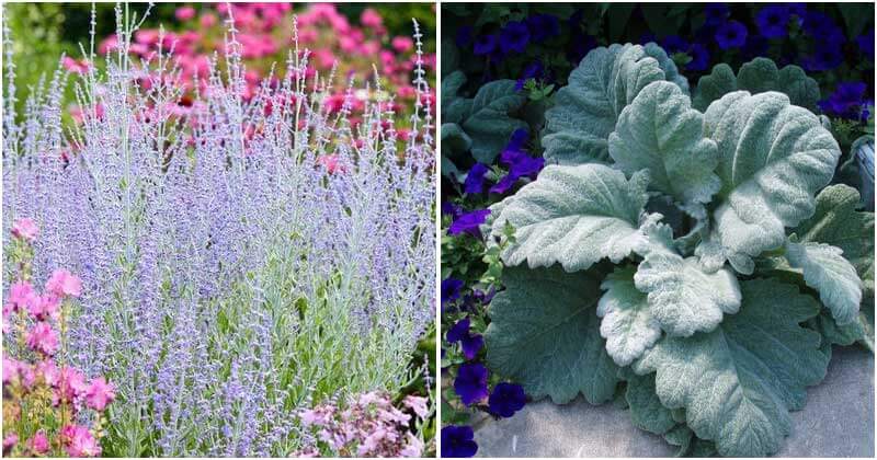 Beautiful Silver Foliage Plants To Brighten Up Your Yard