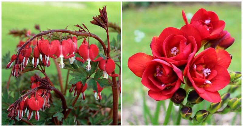 25 Red Flowers to Brighten Up Your Garden and Home with Bold Color