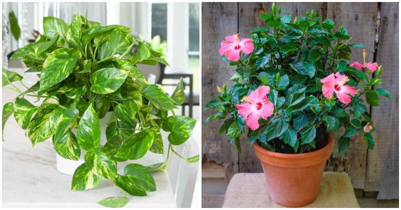 7 Fast-Growing Indoor Plants