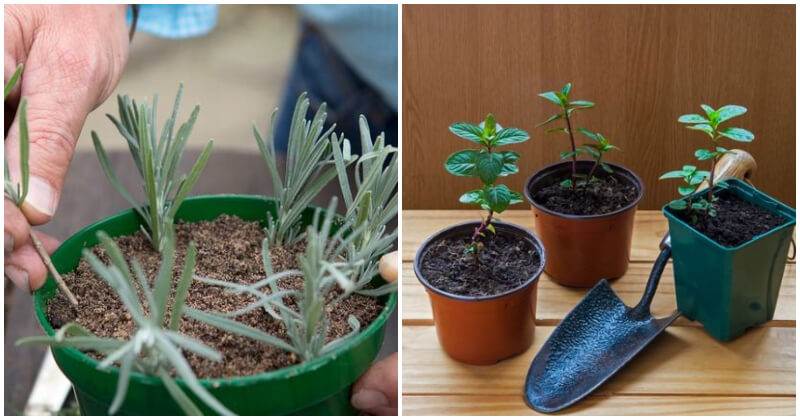 13 Herbs That You Can Grow From Cuttings