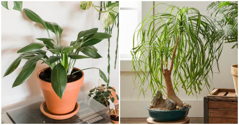 14 Houseplants That Grow Well Without Needing Water For A Month