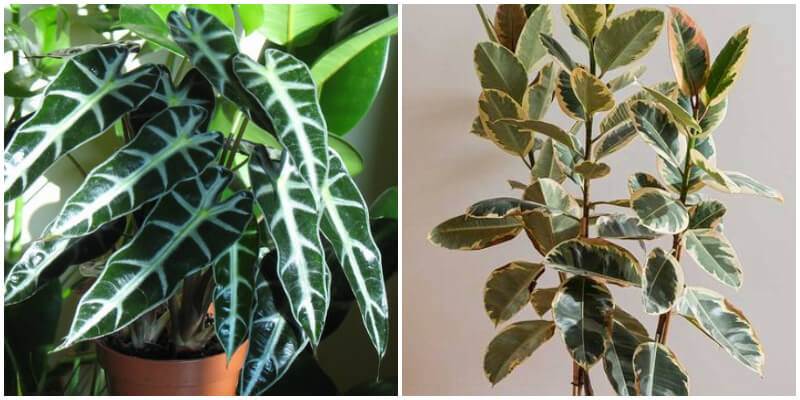 12 Stunning Plants With Waxy Leaves