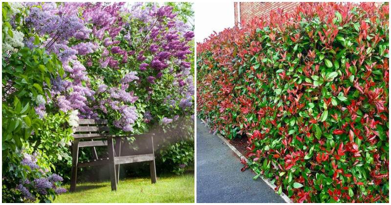 30 Fast Growing Shrubs And Bushes For Creating Fence And Privacy