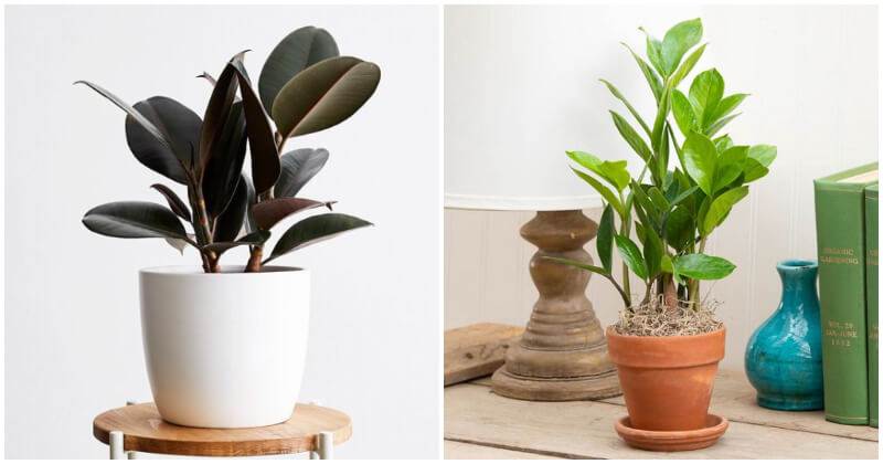 The Best of 7 Indoor Plants Reduce Dust