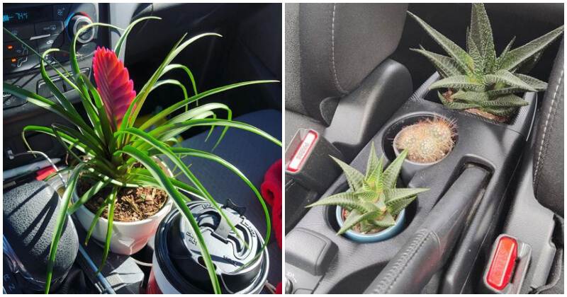 9 Plants That You Can Grow In Your Car